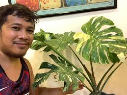 Finally, my Monstera Thai was bid for Php60,000.00 to the Plantaholic  buyer. Thank you sir Ralph Jason Copiaco for the trust! Yung Free hindi na  isali sa picture Rhaphidophora tetrasperma e Cutting