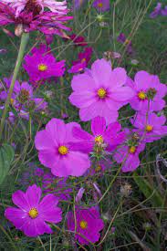 Cosmos Another Airy Plant That Dances In The Breeze Liked It In My Beds Easy To Grown From Seed And Great For Butterfl Cosmos Flowers Love Flowers Plants