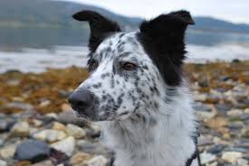 Australian Shepherd Border Collie Black And Brown Black And White Border Collie Male Elvis With Freckles Brown Eyes Medium Coat White Border Collie Best Dogs Border Collie