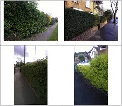 Maybe you would like to learn more about one of these? Urban Hedges A Review Of Plant Species And Cultivars For Ecosystem Service Delivery In North West Europe Sciencedirect