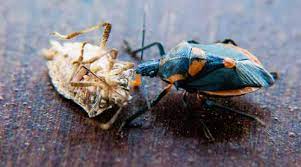 They are common home invaders, with large numbers slipping through cracks around entry points—particularly during the fall. Brown Marmorated Stink Bug Pest Control Uk Ireland