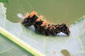 Control Garden Pests Organically With Spinosad Mother Earth News