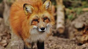 Jeff tavss 3:57 pm, jul 26, 2021. Dec Responds To Reports Of Fox Attacks At Skidmore College Wnyt Com