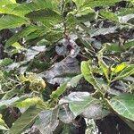 Image result for Morinda lucida