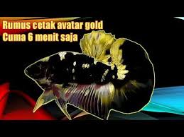 Jenis ini berasal dari thailand yang merupakan jenis baru dari hasil perkawinan silang antar jenis cupang. Rumus Cetak Ikan Cupang Avatar Gold Cukup 6 Menit Analisa Dan Project Cetak Youtube Di 2021 Avatar Ikan Cupang Pencetakan