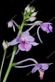 Image result for Calanthe sylvatica