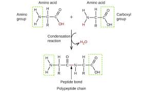 Know more about condensation reaction