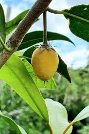 Image result for Mimusops afra