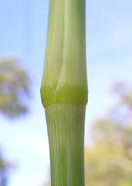 Image result for Setaria sphacelata