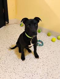 On the street of west central park avenue and street number is 2504. Puppy Wakes Up After Being Euthanized At Crowded Shelter Gets Second Chance At Life