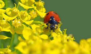 How to attract lady bugs naturally. What Do Ladybugs Eat All About Ladybugs New England Today