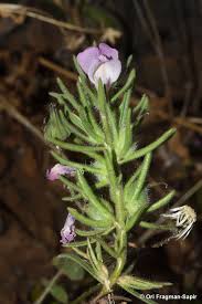 Image result for Misopates