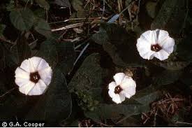 Image result for Ipomoea protea