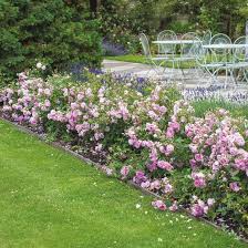 Rosa Harlow Carr Als Niedrige Hecke Inkombination Mit Lavendel Garten Pflanzen Lavendel Rosen David Austin Rosen