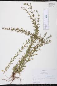 Image result for Scoparia