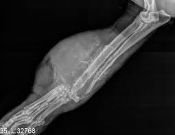 Externally we can see lumps and bumps. Cancer In Dogs And Cats Animals