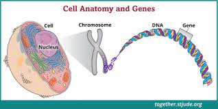 Red blood cells carry oxygen. Will My Children Get Cancer Together