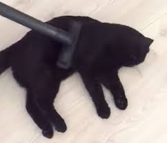 black cat loves being brushed with a vacuum cleaner black cat cats cat love
