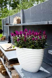 Good drainage is vital to the health of the celosia's roots. Deep Purple Frontpage Purple Celosia