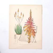 Image result for Aloe pienaarii