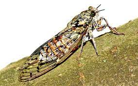 Die zikaden (von lateinisch cicada; Wenn Die Zikaden Auf Mallorca So Richtig Auf Die Pauke Hauen Mallorca Zeitung