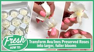 You'll see that you can trust field of flowers for the best in creativity, expression and beauty. Jet Fresh How To Transforming Ava Ines Preserved Roses Jet Fresh Flower Distributors