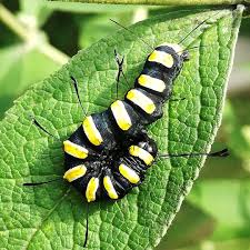 Rokibrandy Raupe Schmetterling Butterfly Great Captures Butterflies Butterflylover Lepidoptera Erlenrindeneule Acronictaalni S With Images Insects Garden Animals