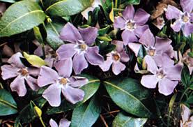 Vinca alkaloids (vincristine, vinblastine, vindesine) are derived from the periwinkle plant (vinca rosea), they bind to tubulin and inhibit its polymerization. Periwinkle Plant Britannica