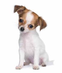 Then, of course, they totally rock the scraggly look when they're wet. Mexican Dog Names Perfect For Your Male Or Female Puppy