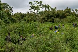 It is part of the great rift valley region of africa. Rwanda Gorilla Safari Gorilla Trekking Safaris Safarifrank