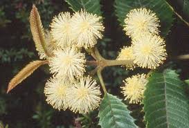 Image result for Callicoma