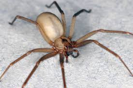 The brown recluse (loxosceles reclusa) is a poisonous spider common to the southern and central united states. Spiders Araneae Sciencedirect