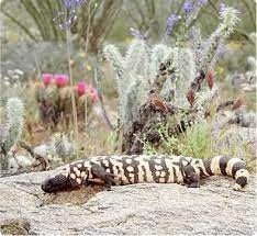 Since human settlements encroach on their homes, we come across wildlife quite often, even in central phoenix. Arizona Wildlife Office Of The Arizona Governor