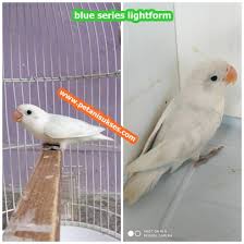Harga lovebird pasio mulai dari idr 250.000/pcs. Ciri Ciri Lovebird Lightform Dan Harganya Peternakan Dan Perkebunan