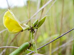 Image result for Vigna luteola