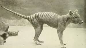 This is a subreddit dedicated to the study of the thylacine, otherwise known as the this is a place for discussion of the natural history of thylacines, old and new sightings, links to news and science. After Sightings The Search Is On For Extinct Thylacine