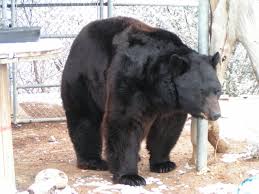 Fallece el oso negro 'Shash' del Heritage Park Zoo de Prescott