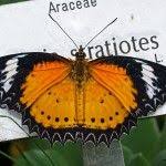 Tropischer Schmetterling Kauz Schmetterling Kater