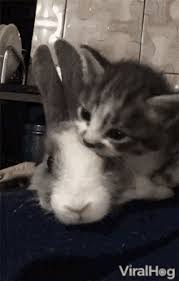 Of cat's behaviors you will find out that this is the natural cycle, you can find out more on animal planet, nat geo wild, and other channels. Bunny Kitten Gifs Tenor