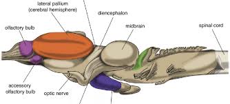 This 20 question crossword with answer key offers an enjoyable way to review the nervous system. Central Nervous System Of Frog Adapted From 18 Download Scientific Diagram