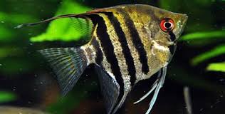 Worauf muss ich bei der fischauswahl als anfänger achten? Fische Susswasserfische Gut Fur Anfanger