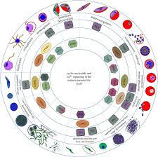 Cyclic Nucleotide Signalling In Malaria Parasites Open Biology