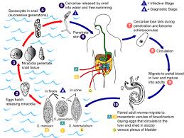 Pentru fete, este deasupra deschiderii vaginale. Ce Se Poate Face Impotriva ParaziÅ£ilor Intestinali Cum Le Putem Detecta Si Elimina