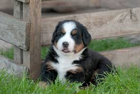 Wir haben auch einen garten und da ist natürlich die. Seriose Berner Sennenhund Zuchter Finden Bernersennenhund De