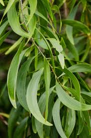 Image result for Acacia auriculiformis