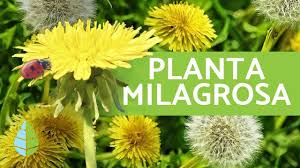 Además, también es rico en vitamina c y luteolina , dos antioxidantes que protegen a los huesos del deterioro asociado a la edad, el cual es debido en gran parte a al efecto de los radicales libres. Diente De Leon Propiedades Beneficios Y Como Cultivar Youtube