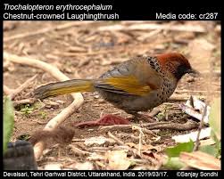 Image result for Erythrocephalum