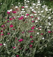The flower is more easily identified in side view, as it has a distinctive bulb as shown in this photo to more information: Rose Campion Lychnis Coronaria Wisconsin Horticulture