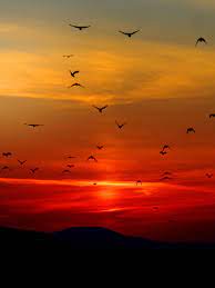 We have a massive amount of hd images that will make your computer or smartphone. Birds In Sunset Wallpaper Iphone Android Desktop Backgrounds