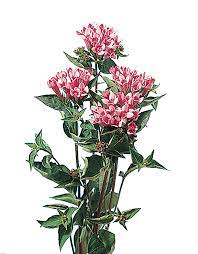 Floralife Bouvardia